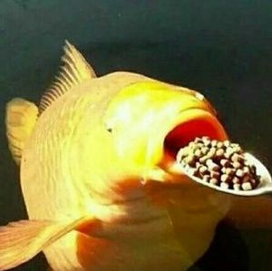 Meet your Posher, Lydia